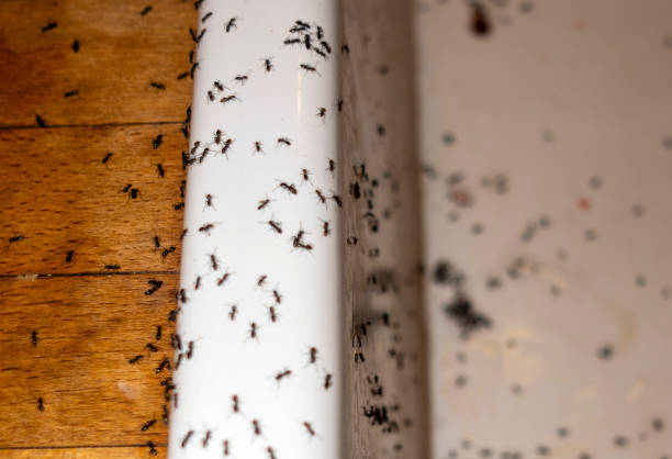 Best Wildlife Control Services  in Wye, MT