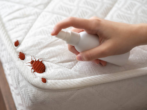 Best Local Pest Control Services  in Wye, MT