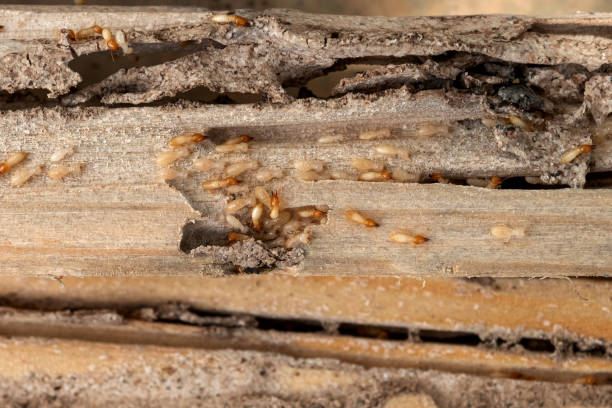 Best Best Pest Control Companies  in Wye, MT